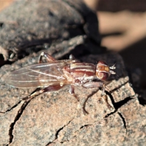 Tapeigaster sp. (genus) at Cook, ACT - 7 Jun 2019 03:17 PM