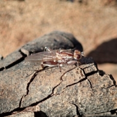 Tapeigaster sp. (genus) at Cook, ACT - 7 Jun 2019 03:17 PM