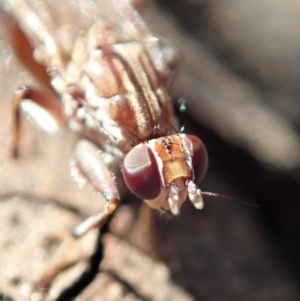 Tapeigaster sp. (genus) at Cook, ACT - 7 Jun 2019 03:17 PM