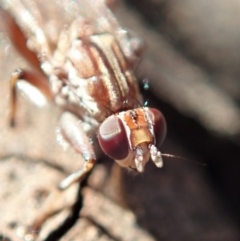 Tapeigaster sp. (genus) at Cook, ACT - 7 Jun 2019