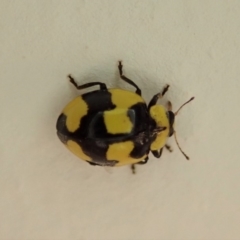 Illeis galbula (Fungus-eating Ladybird) at Cook, ACT - 2 Jun 2019 by CathB