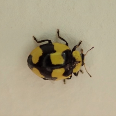 Illeis galbula (Fungus-eating Ladybird) at Cook, ACT - 2 Jun 2019 by CathB
