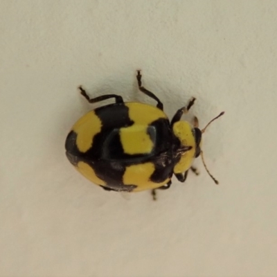 Illeis galbula (Fungus-eating Ladybird) at Cook, ACT - 2 Jun 2019 by CathB