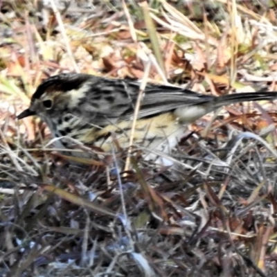 Pyrrholaemus sagittatus (Speckled Warbler) at Tidbinbilla Nature Reserve - 7 Jun 2019 by JohnBundock