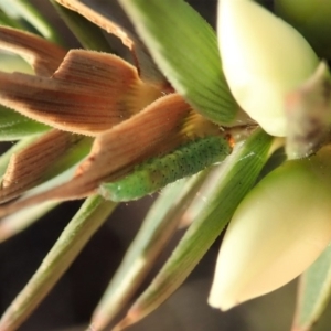 Crambidae sp. (family) at Cook, ACT - 7 Jun 2019 03:46 PM