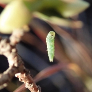 Crambidae sp. (family) at Cook, ACT - 7 Jun 2019 03:46 PM