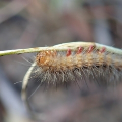 Erebidae (family) (Unidentified immature Erebid moth) at Cook, ACT - 7 Mar 2019 by CathB