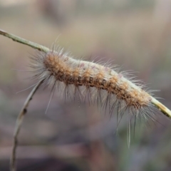 Erebidae (family) at Cook, ACT - 7 Mar 2019 08:11 AM