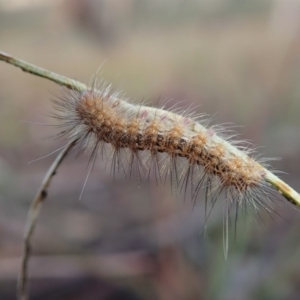 Erebidae (family) at Cook, ACT - 7 Mar 2019