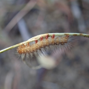 Erebidae (family) at Cook, ACT - 7 Mar 2019