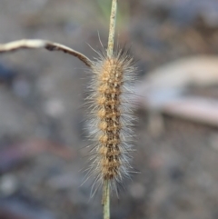 Erebidae (family) at Cook, ACT - 7 Mar 2019 08:11 AM