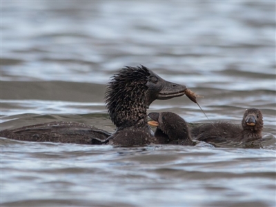 Biziura lobata (Musk Duck) at Amaroo, ACT - 3 Sep 2014 by rawshorty