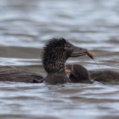 Biziura lobata (Musk Duck) at Yerrabi Pond - 3 Sep 2014 by rawshorty