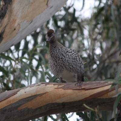 Chenonetta jubata (Australian Wood Duck) at Hughes, ACT - 8 Jun 2019 by LisaH