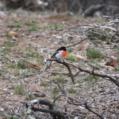 Petroica boodang (Scarlet Robin) at Red Hill, ACT - 8 Jun 2019 by LisaH