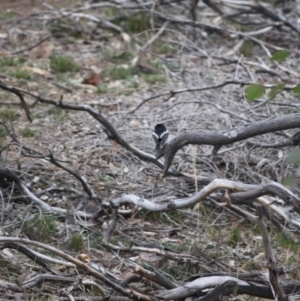 Petroica boodang at Red Hill, ACT - 8 Jun 2019