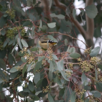 Pardalotus punctatus (Spotted Pardalote) at Red Hill, ACT - 8 Jun 2019 by LisaH