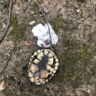 Chelodina longicollis (Eastern Long-necked Turtle) at QPRC LGA - 8 Jun 2019 by yellowboxwoodland