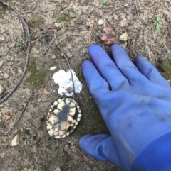 Chelodina longicollis at Bungendore, NSW - 8 Jun 2019