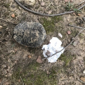 Chelodina longicollis at Bungendore, NSW - 8 Jun 2019