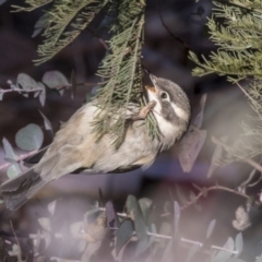 Melithreptus brevirostris (Brown-headed Honeyeater) at Belconnen, ACT - 4 Jun 2019 by AlisonMilton