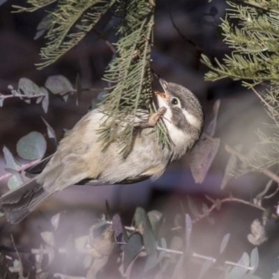 Melithreptus brevirostris (Brown-headed Honeyeater) at Belconnen, ACT - 4 Jun 2019 by Alison Milton