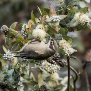 Melithreptus brevirostris at Belconnen, ACT - 4 Jun 2019