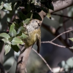 Acanthiza lineata (Striated Thornbill) at Belconnen, ACT - 4 Jun 2019 by AlisonMilton