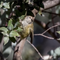 Acanthiza lineata (Striated Thornbill) at Belconnen, ACT - 4 Jun 2019 by Alison Milton