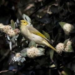 Ptilotula penicillata (White-plumed Honeyeater) at Belconnen, ACT - 4 Jun 2019 by AlisonMilton