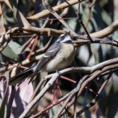 Rhipidura albiscapa (Grey Fantail) at Belconnen, ACT - 4 Jun 2019 by AlisonMilton