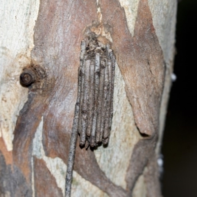 Clania ignobilis (Faggot Case Moth) at Belconnen, ACT - 4 Jun 2019 by AlisonMilton