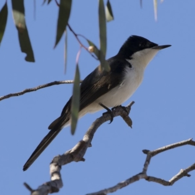 Myiagra inquieta (Restless Flycatcher) at Michelago, NSW - 1 Jun 2019 by Illilanga