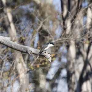 Myiagra inquieta at Michelago, NSW - 1 Jun 2019 02:30 PM