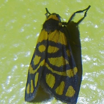 Asura lydia (Lydia Lichen Moth) at Sanctuary Point, NSW - 23 Mar 2015 by christinemrigg