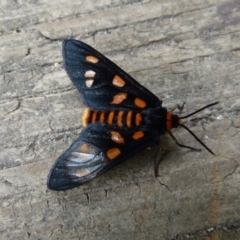 Amata nigriceps (A Handmaiden moth) at Sanctuary Point, NSW - 13 Nov 2008 by christinemrigg