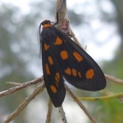 Asura compsodes (A Lichen moth (Erebidae)) at Sanctuary Point, NSW - 17 Nov 2014 by christinemrigg