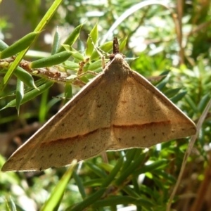 Epidesmia tryxaria at Sanctuary Point, NSW - 1 Dec 2015