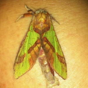 Aenetus ligniveren at Woollamia, NSW - 31 Jan 2014 12:00 AM