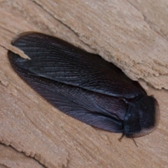 Laxta granicollis (Common bark or trilobite cockroach) at Illilanga & Baroona - 8 Jun 2019 by Illilanga