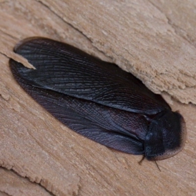 Laxta granicollis (Common bark or trilobite cockroach) at Illilanga & Baroona - 8 Jun 2019 by Illilanga
