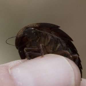 Laxta granicollis at Michelago, NSW - 8 Jun 2019