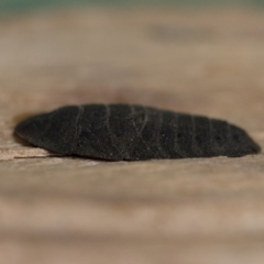 Laxta granicollis at Michelago, NSW - 8 Jun 2019