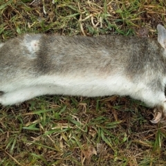 Perameles nasuta (Long-nosed Bandicoot) at Bawley Point, NSW - 7 Jun 2019 by GLemann