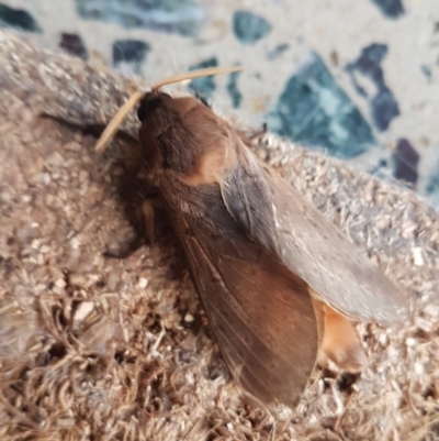 Oxycanus (genus) (Unidentified Oxycanus moths) at Gundaroo, NSW - 9 Jun 2019 by Gunyijan