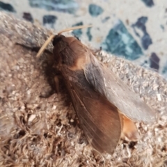Oxycanus sp. (genus) (Unidentified Oxycanus moth) at Gundaroo, NSW - 8 Jun 2019 by Gunyijan