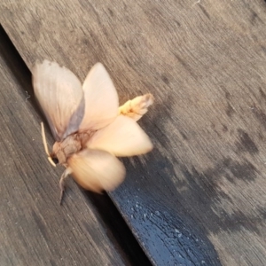 Oxycanus (genus) at Gundaroo, NSW - 9 Jun 2019