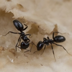 Anonychomyrma sp. (genus) (Black Cocktail Ant) at Illilanga & Baroona - 30 Mar 2019 by Illilanga