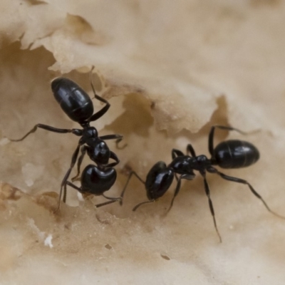 Anonychomyrma sp. (genus) (Black Cocktail Ant) at Illilanga & Baroona - 30 Mar 2019 by Illilanga