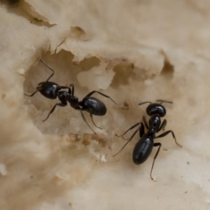 Anonychomyrma sp. (genus) at Michelago, NSW - 30 Mar 2019 12:13 PM